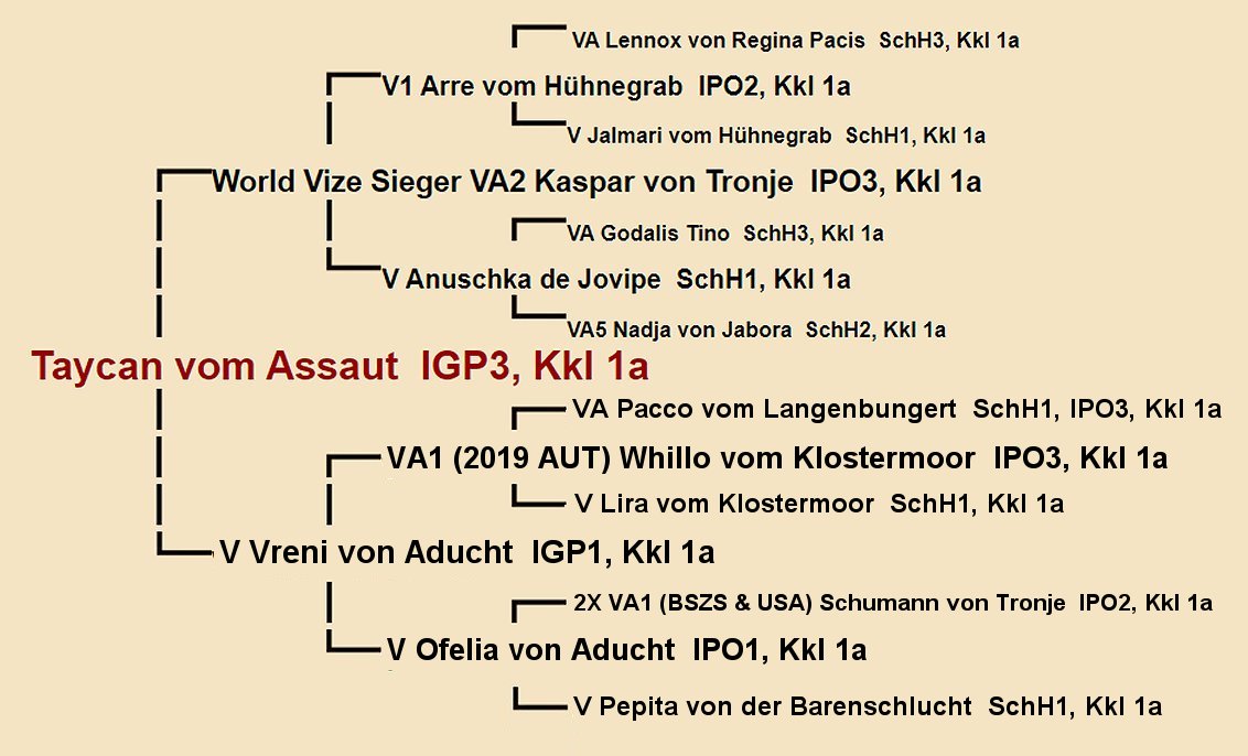 Pedigree of Taycan vom Assaut IGP3 | Fleischerheim Imported Trained Protection German Shepherd Male Guard Dogs for sale