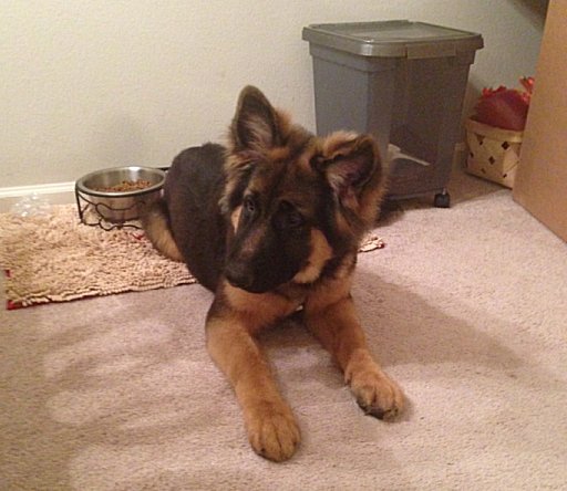 Blue - Pamiro Photo 1 Year Later - Purebred Imported German Shepherd Dog For Sale