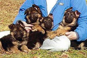 german shepherd puppies for sale