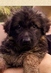 Imported Trained Protection GSD German Shepherd Male dogs at Fleischeriem German Shepherd Imports from Germany