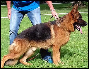 Paluka Titan IGP3 - Trained Protection Male for sale at Fleischerheim German Shepherds