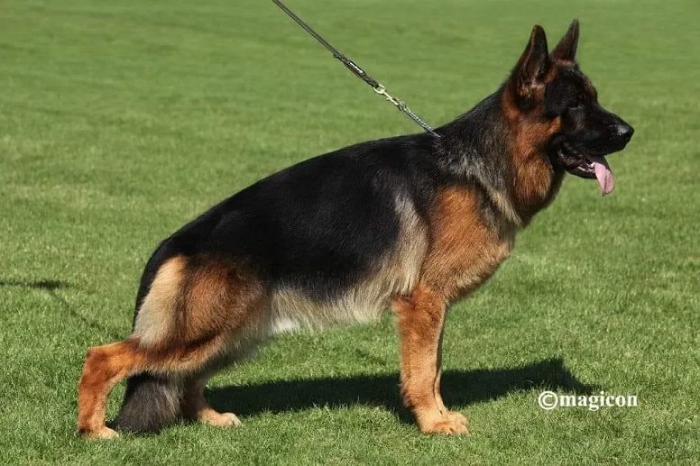 V Rey du Val d'Anzin IGP3 - Protection Trained German Shepherd Guard Dog GSD Imported from Germany