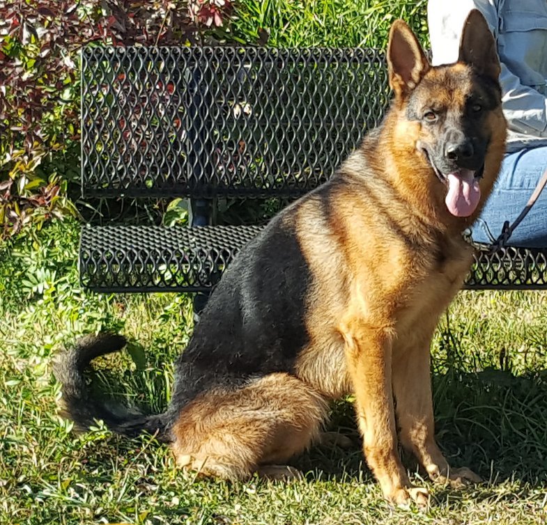 Sumit von der Planwarte IGP3 - Trained Protection GSDs Imported from Germany Idaho Oregon Montana Washington