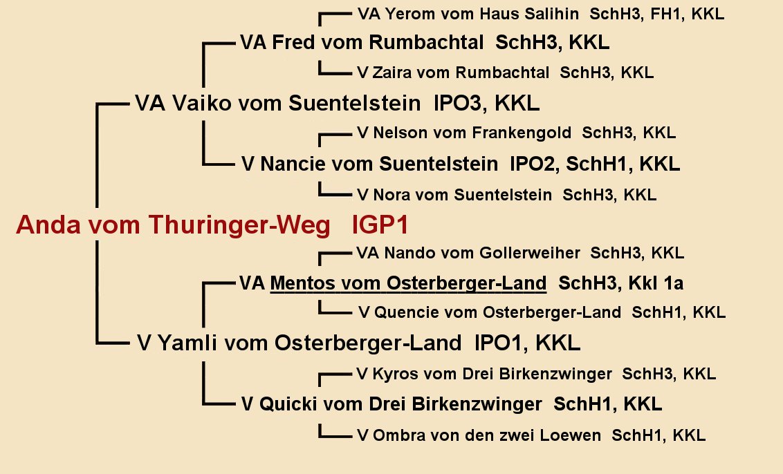 Pedigree of Anda vom Thuringer-Weg IGP1