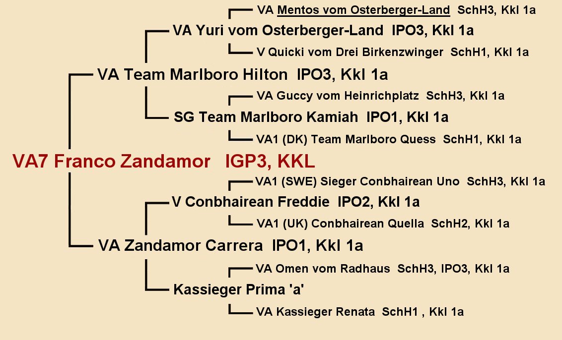 Pedigree of VA7 Franco Zandamor IGP3 - Male German Shepherd at Fleischerheim GSD Puppies available in CA TX