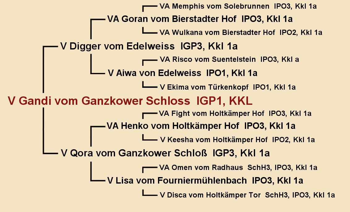 Pedigree of Gandi vom Ganzkower Schloss IGP1 - Fleischerheim Imported Trained Protection German Shepherd Male Guard Dogs