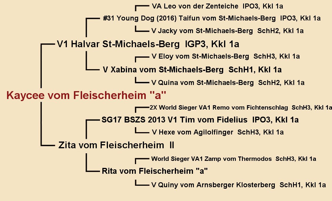 Pedigree of Kaycee vom Fleischerheim- Female German Shepherd at Fleischerheim GSD Puppies available in CA TX