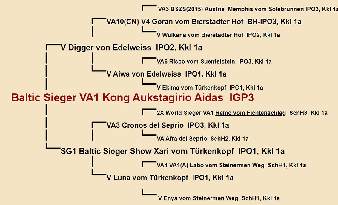 Baltic Sieger VA1 Kong Aukstagirio Aidas IGP3 Pedigree