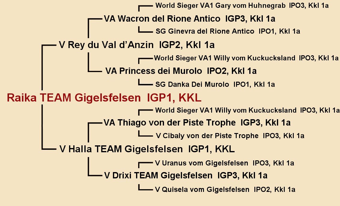 Pedigree of Raika TEAM Gigelsfelsen IGP1 - Female German Shepherd at Fleischerheim GSD Puppies available in CA TX