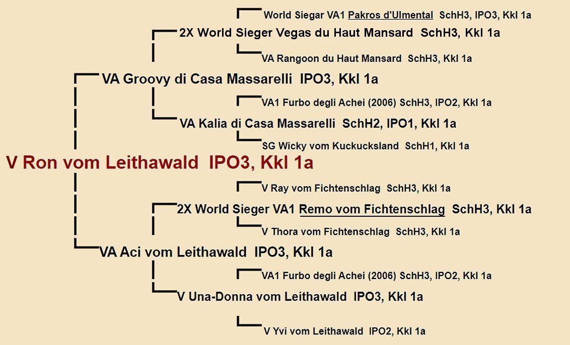 Pedigree of Ron vom Leithawald IGP3 | Fleischerheim Imported Trained Protection German Shepherd Male Guard Dogs for sale