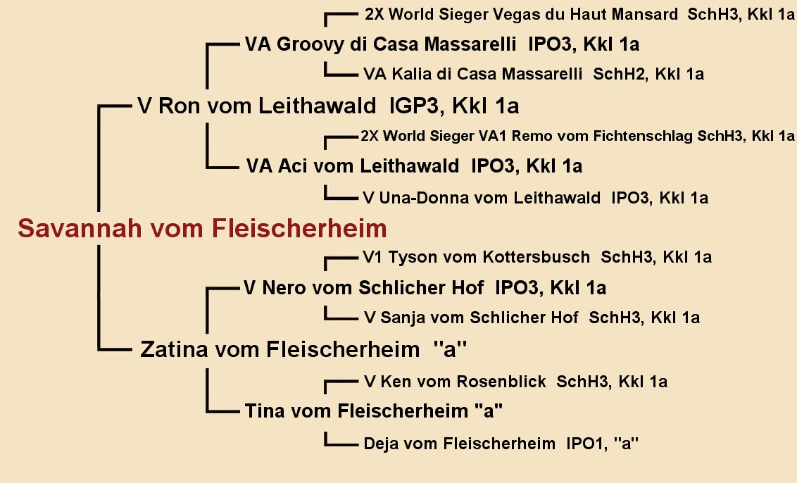 Pedigree of Savannah vom Fleischerheim- Female German Shepherd at Fleischerheim GSD Puppies available in CA TX