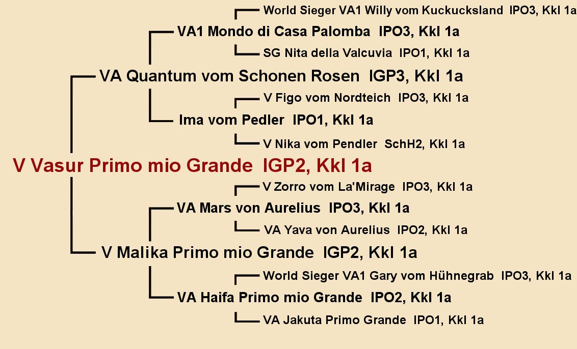 Pedigree of V Vasur Primo mio Grande IGP2 - Male German Shepherd Sire of imported Puppies from Germany available in CA TX