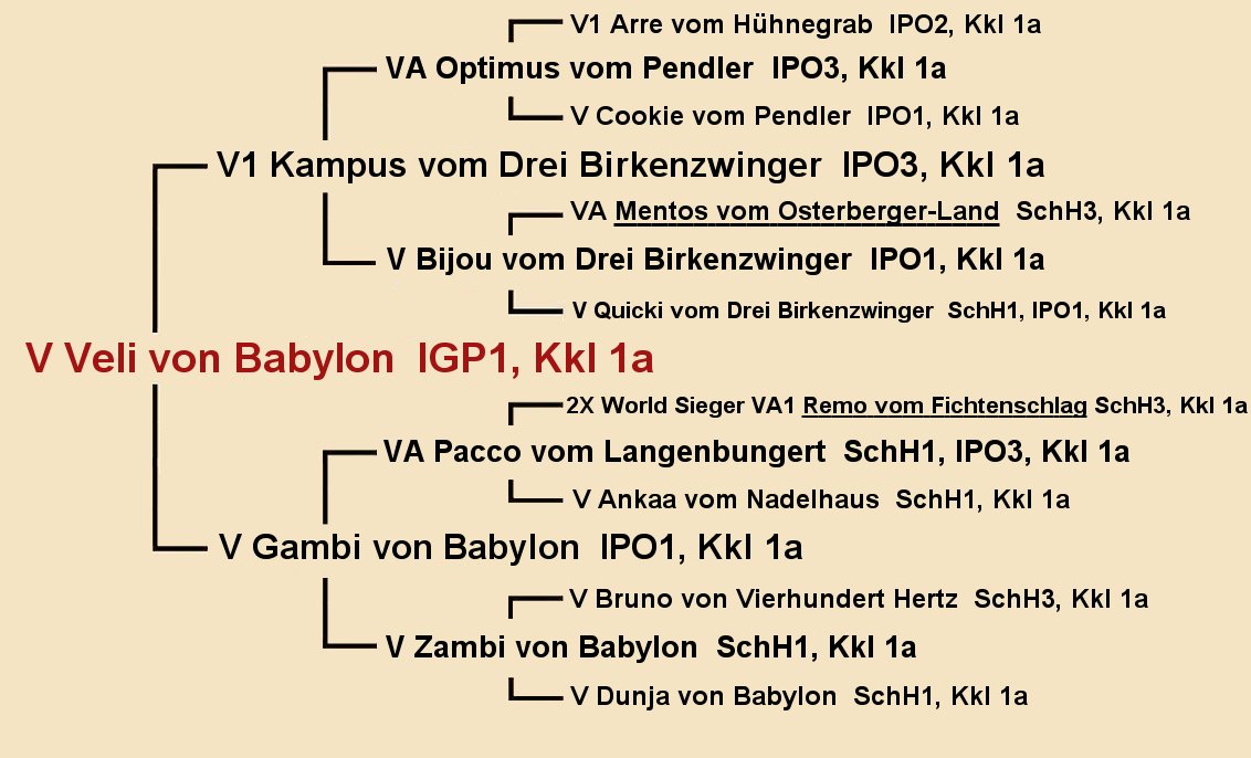 Pedigree of V Veli von Babylon IGP1