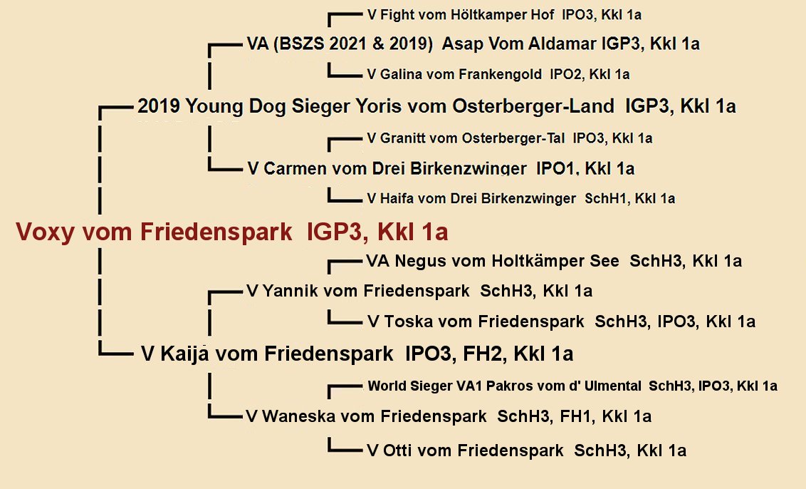 Pedigree of Voxy vom Friedenspark IGP3 | Fleischerheim Imported Trained Protection German Shepherd Female Guard Dogs