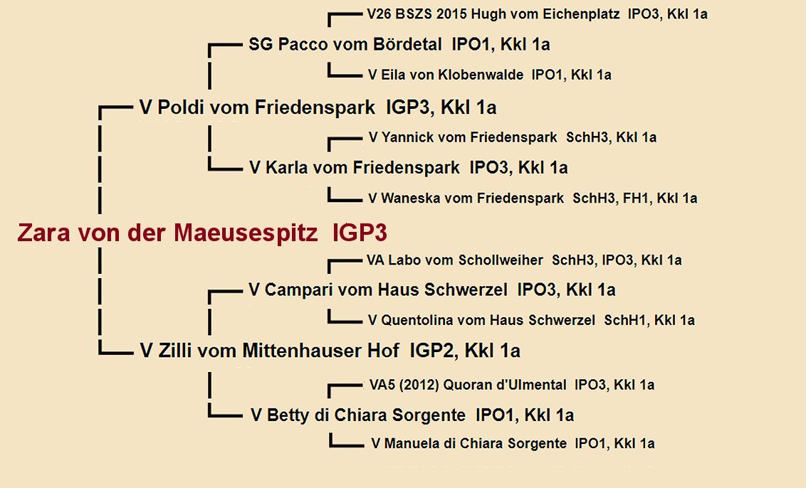 Pedigree of Jansen vom Zellwaldrand IGP2 - Fleischerheim Imported Trained Protection German Shepherd Male Guard Dogs