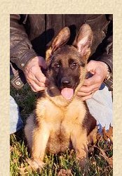 Imported Trained Protection GSD German Shepherd Male dogs at Fleischeriem German Shepherd Imports from Germany