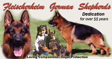 German Shepherd Breeders In Texas Gsd Puppies For Sale Fleischerheim Breeding Associates