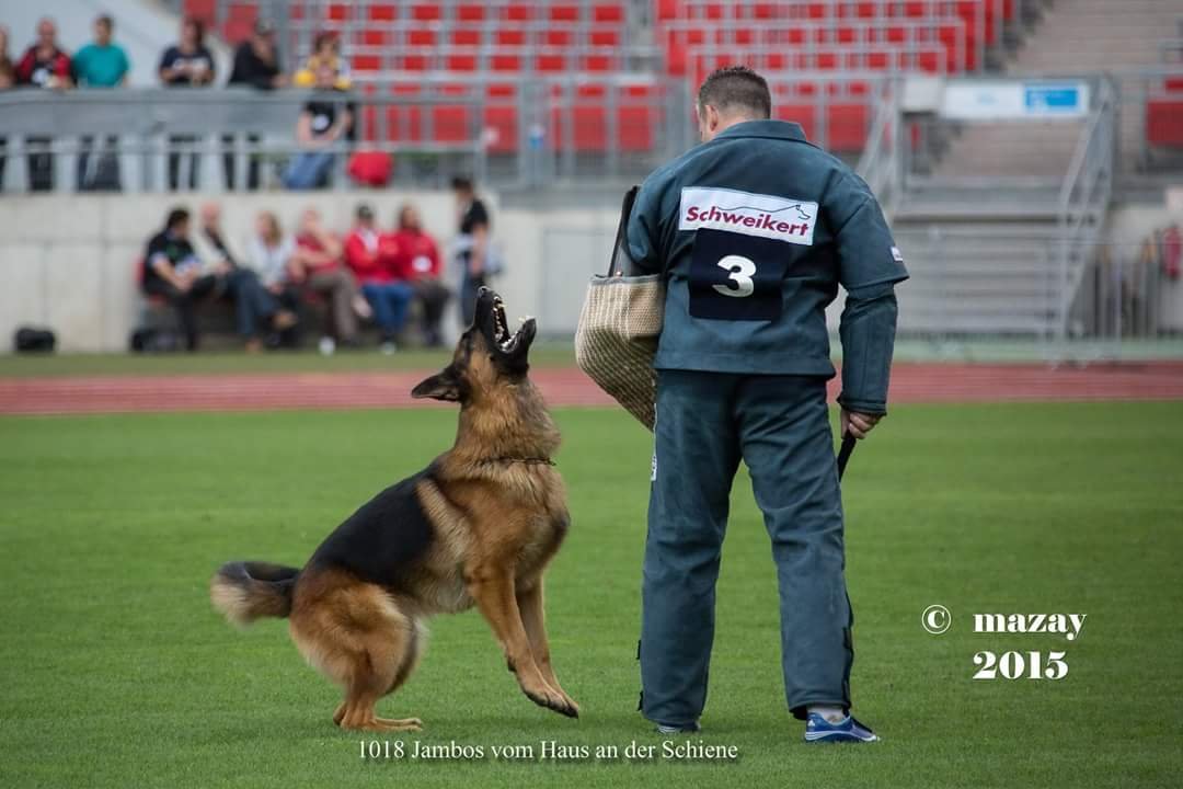 PlaceSchutzhund- IPO Training of a German Shepherd Dog- Fleischerheim German Shepherd Pups For Saleholder Picture