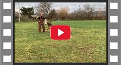 Titan vom Team Baierblick IGP3 Protection Training videomale German Shepherd