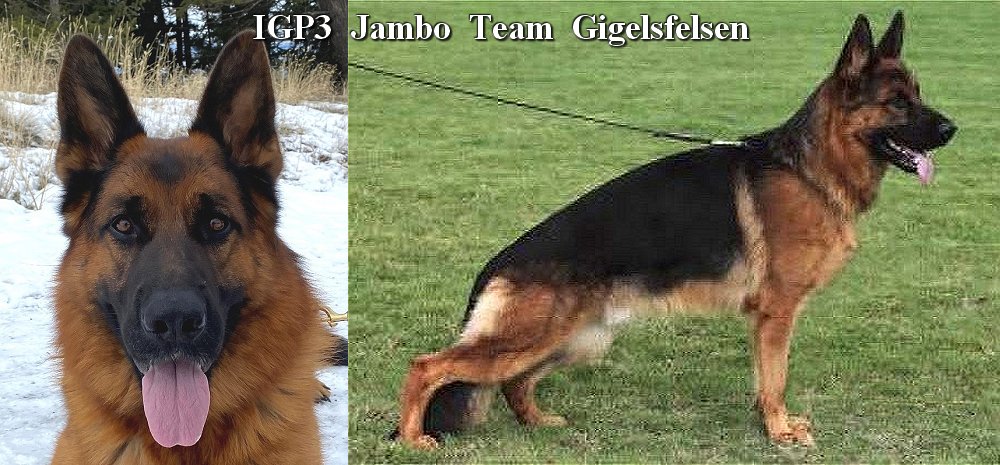 Amaal von Modithor IGP1 - Trained Protection Male for sale at Fleischerheim Imported German Shepherd Dogs from Germany
